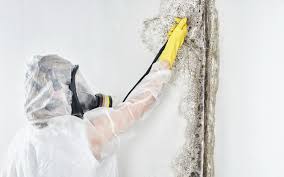 Professional Mold Remediation in Bray, OK